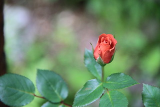 2017_06_09_1478.JPG