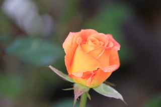 2017_10_27_2776.JPG
