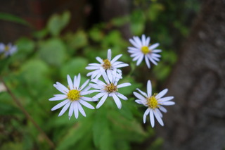 DSC00812.JPG