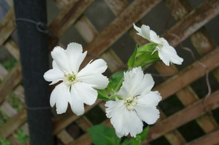 DSC01579.JPG