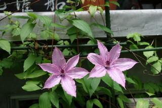 DSC02950.JPG