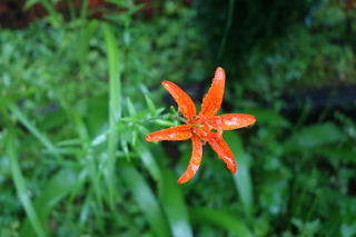 DSC03032.JPG