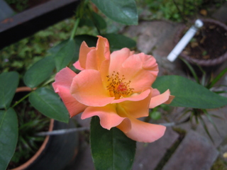 DSCN3111.JPG