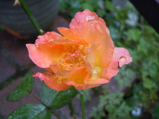 DSCN3133.JPG