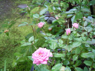 DSCN3136.JPG