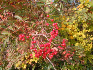 DSCN3445.JPG